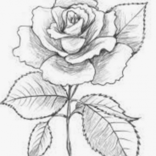 cartoona_null_null