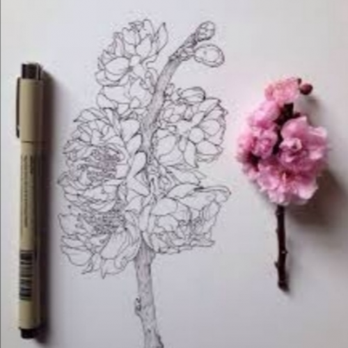 cartoona_null_null
