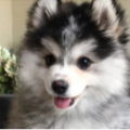 Animalia boi