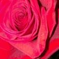 diamondsrosespearls75