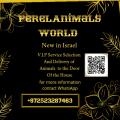 PerelAnimalsWorld