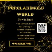 PerelAnimalsWorld